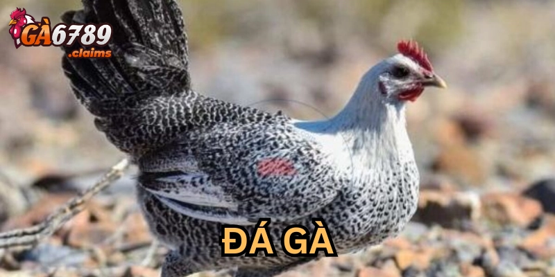 Các bí kíp được lan truyền