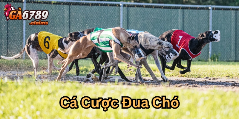 Các hình thức ưa chuộng trong Cá Cược Đua Chó