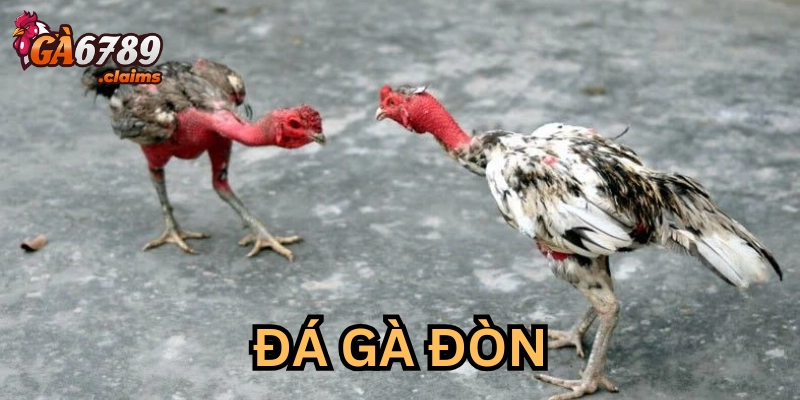 Hiểu Về Cược Đá Gà Đòn: Những Điều Cần Biết Khi Bắt Đầu