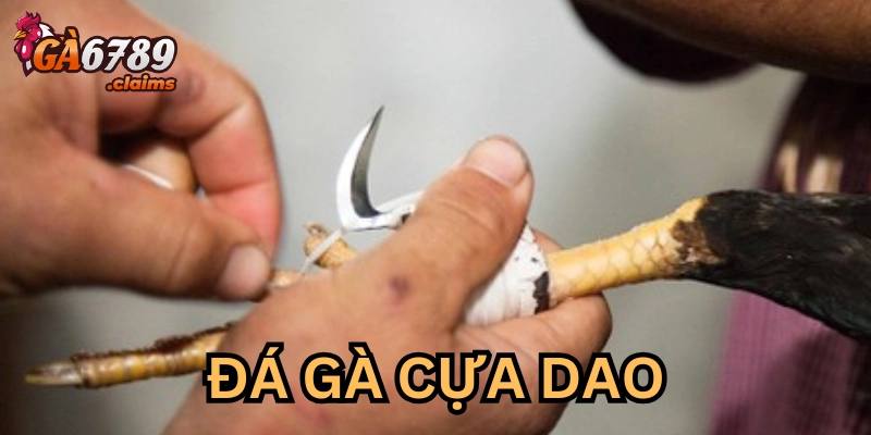 Nhập Môn Đá Gà Cựa Dao: Bí Quyết Soi Kèo Và Chọn Chiến Kê